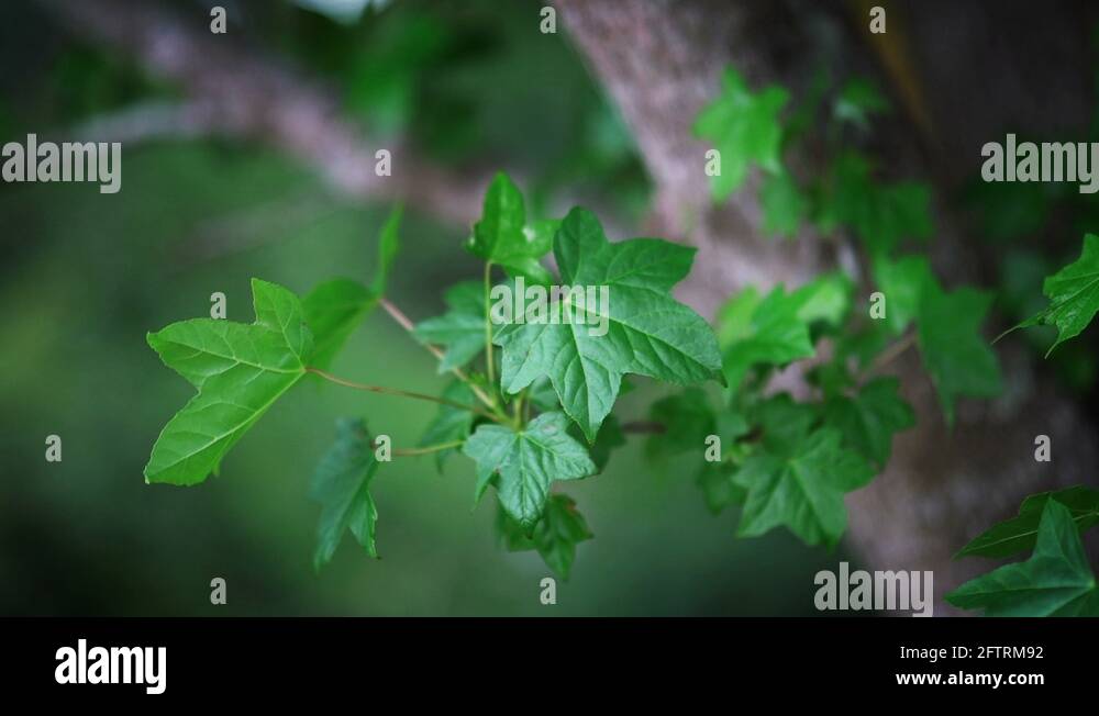 Palmate leaf palmate leaves Stock Videos