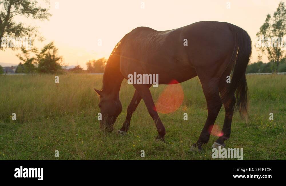 Swaying tail Stock Videos & Footage HD and 4K Video Clips Alamy