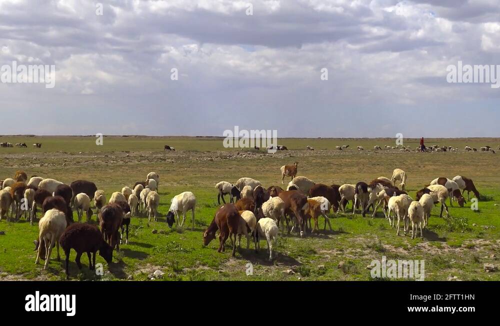 Herd animals Stock Videos & Footage - HD and 4K Video Clips - Alamy
