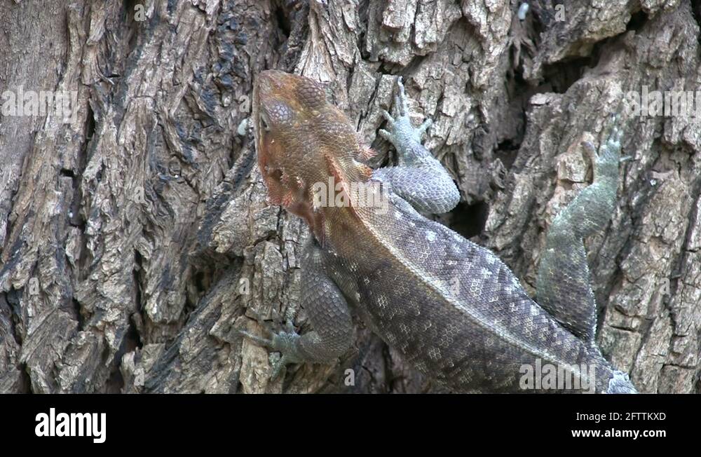 Lizard eating ants Stock Videos & Footage HD and 4K Video Clips Alamy