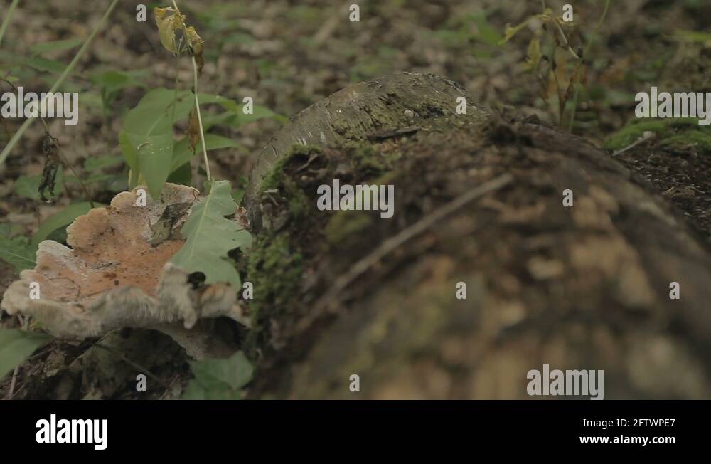 Parasitic ants Stock Videos & Footage - HD and 4K Video Clips - Alamy