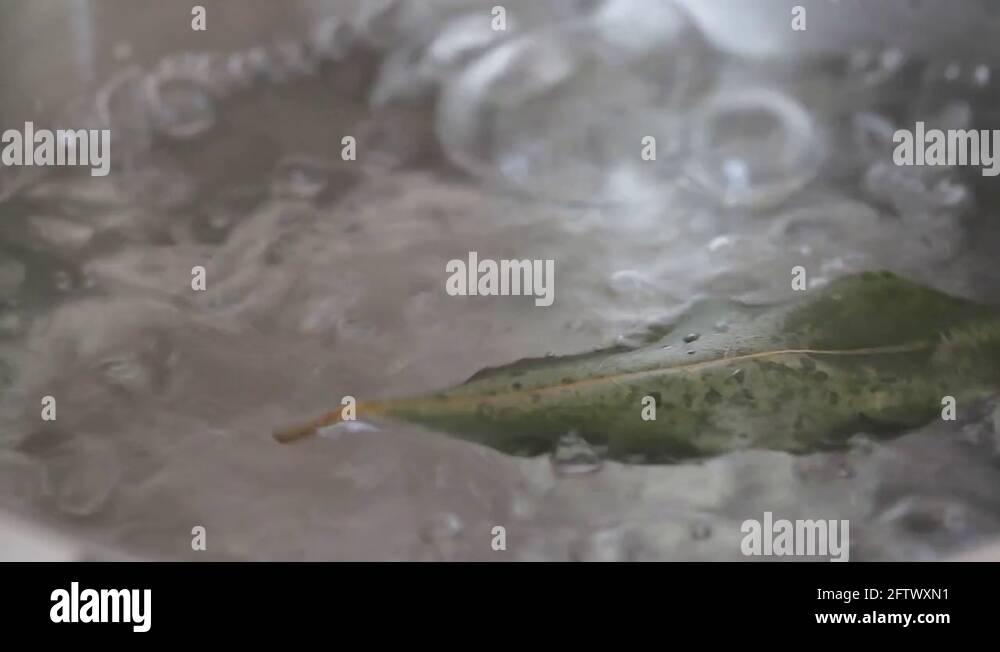 Bay leaf plant pot Stock Videos & Footage HD and 4K Video Clips Alamy