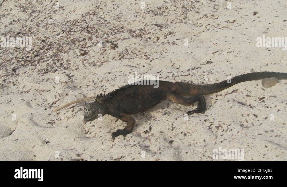 Iguanas head Stock Videos & Footage HD and 4K Video Clips Alamy
