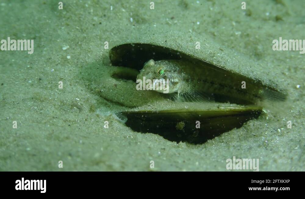 Shell hunting in the water Stock Videos & Footage - HD and 4K Video ...