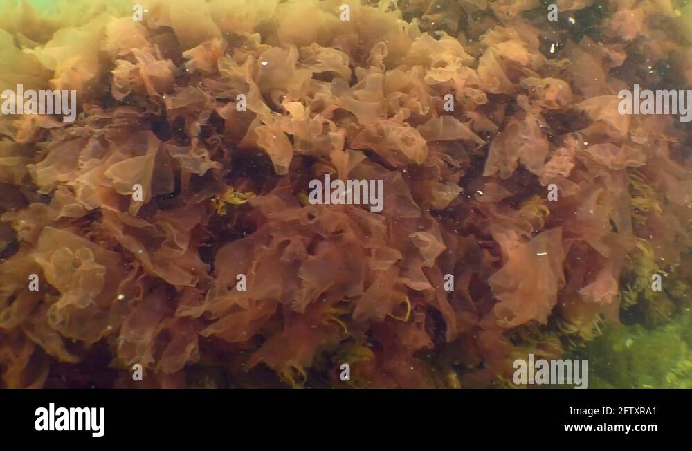 Porphyra Stock Videos & Footage HD and 4K Video Clips Alamy
