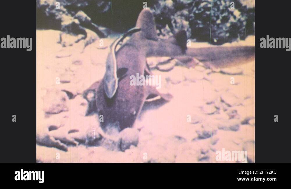 Cleaner fish on shark Stock Videos & Footage HD and 4K Video Clips