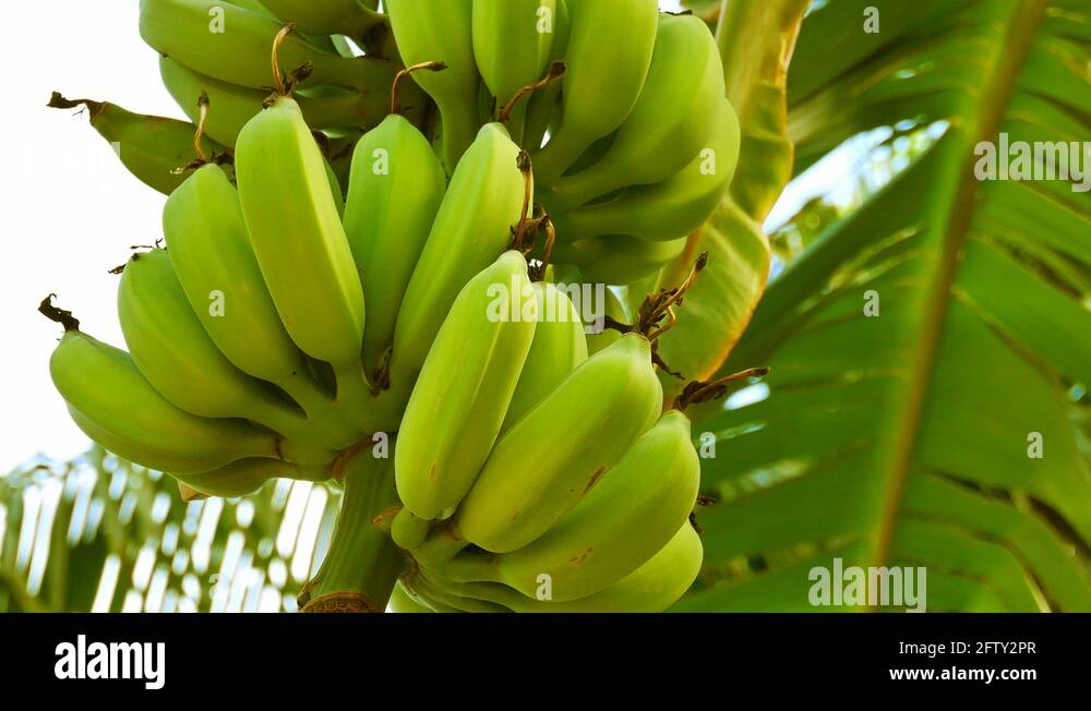 Organic banana tree Stock Videos & Footage HD and 4K Video Clips Alamy