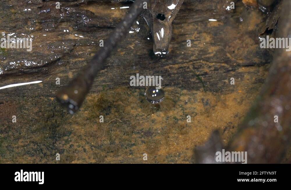 Surface tension effects Stock Videos & Footage HD and 4K Video Clips