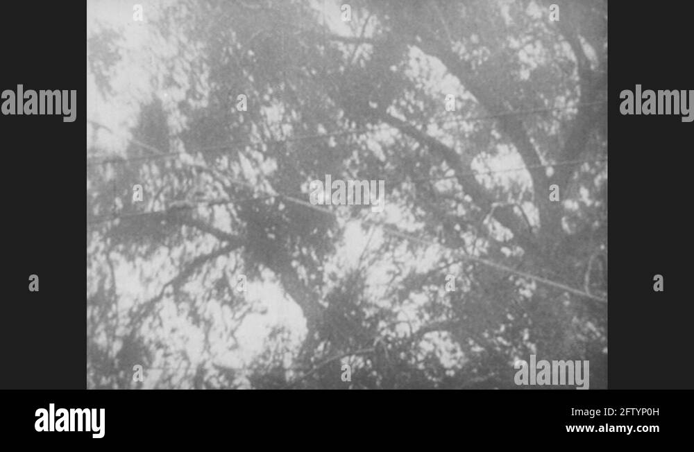 1950s Trees move in the wind. Storm causes flood. Houses destroyed
