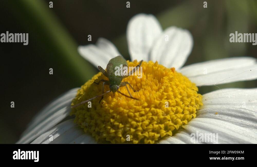 Bugs on flowers of chamomile Stock Videos & Footage HD and 4K Video