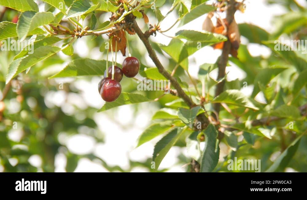 Cherry fruit garden Stock Videos & Footage HD and 4K Video Clips Alamy