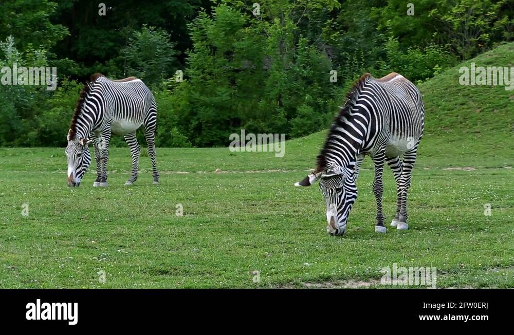The three species of zebra Stock Videos & Footage HD and 4K Video
