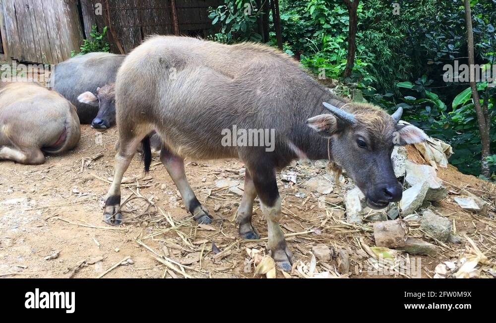 Buffalo in house Stock Videos & Footage HD and 4K Video Clips Alamy