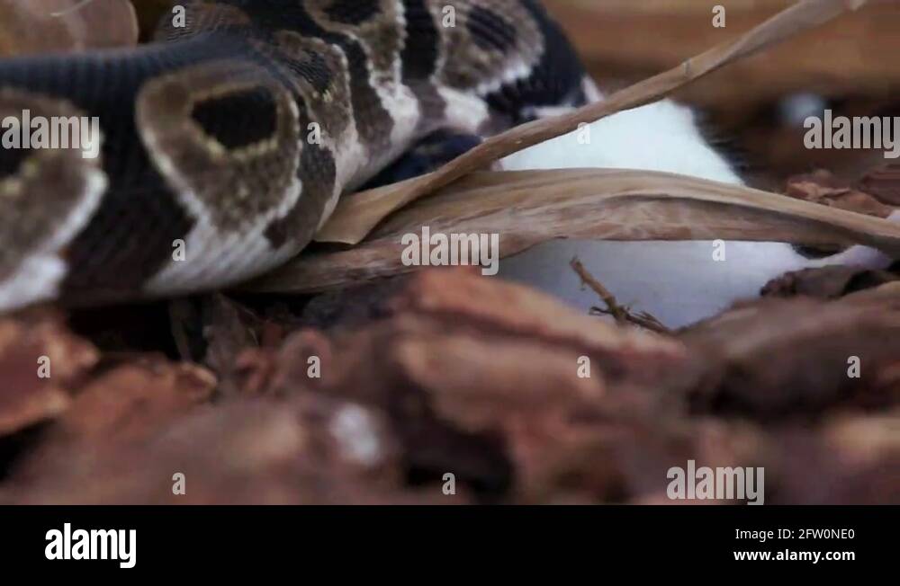 Strangling snake Stock Videos & Footage - HD and 4K Video Clips - Alamy