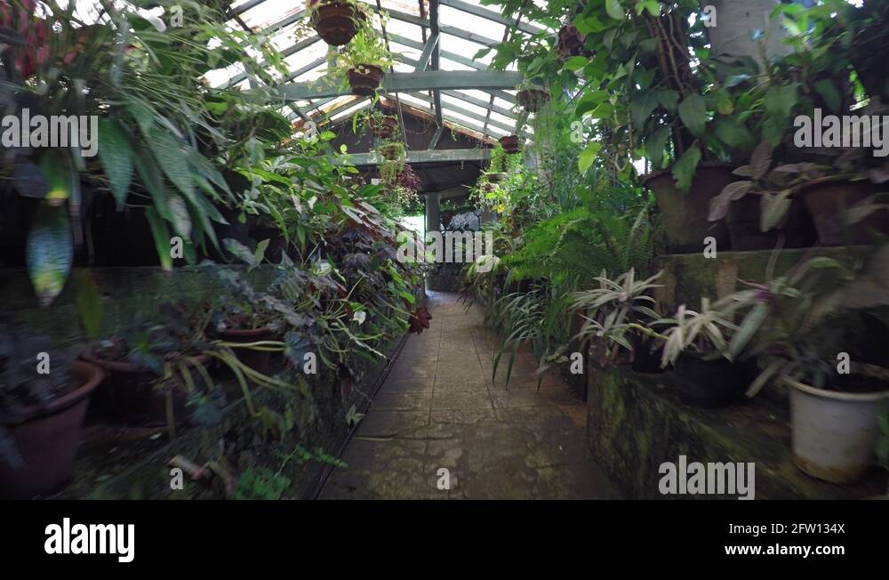 Tropical Plants in a Greenhouse in Sri Lanka. Video 4k UltraHD Stock
