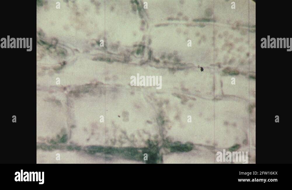 Plant under microscope Stock Videos & Footage - HD and 4K Video Clips ...