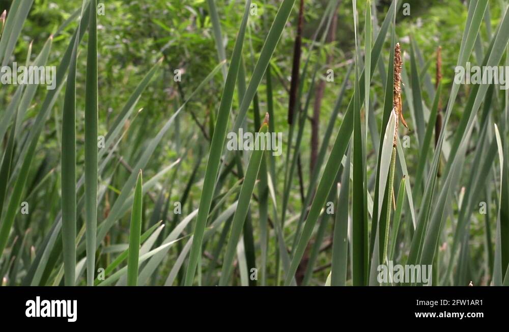 Flowering plants in swamps Stock Videos & Footage HD and 4K Video