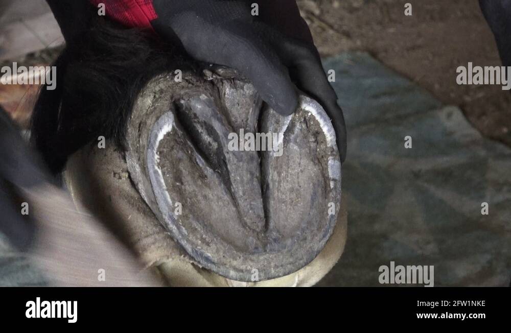 Friesian horse hoof cleaning. Horse hoof care, hoof proofing Stock