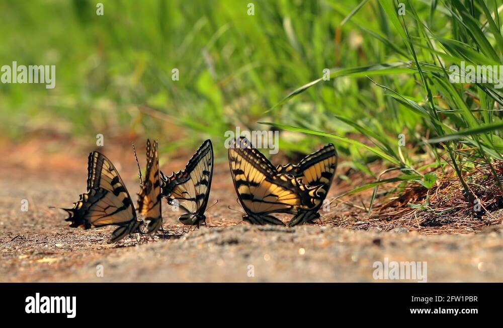 Butterflies flying Stock Videos & Footage HD and 4K Video Clips Alamy