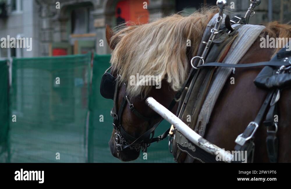 Horsedrawn carriage ride through the Historic District of Old Montreal