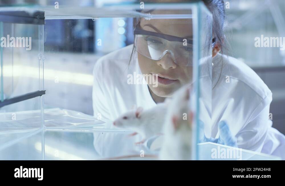 Laboratory mice kept in a glass cage Stock Videos & Footage - HD and 4K ...