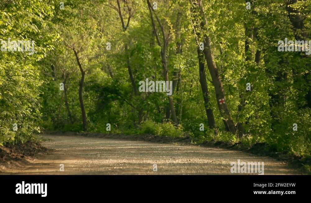 Dense wood Stock Videos & Footage HD and 4K Video Clips Alamy