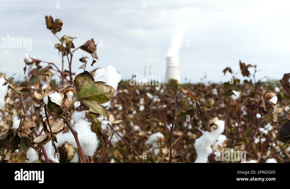 Cotton flower Stock Videos & Footage HD and 4K Video Clips Alamy