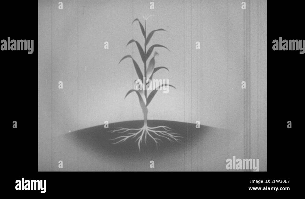Photosynthesis diagram Stock Videos & Footage - HD and 4K Video Clips