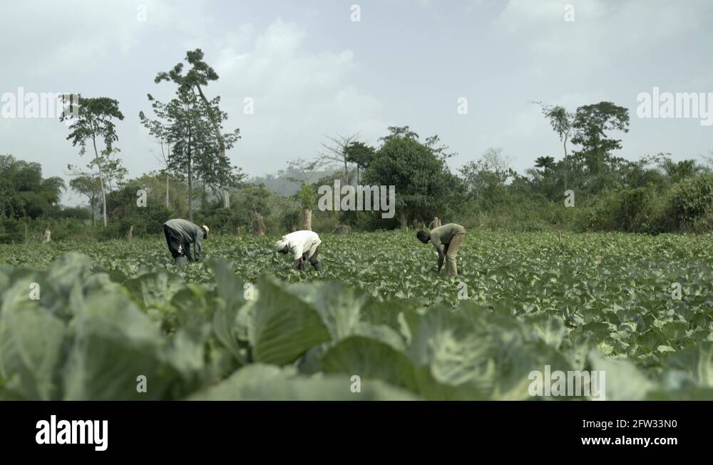Farming in ghana Stock Videos & Footage HD and 4K Video Clips Alamy