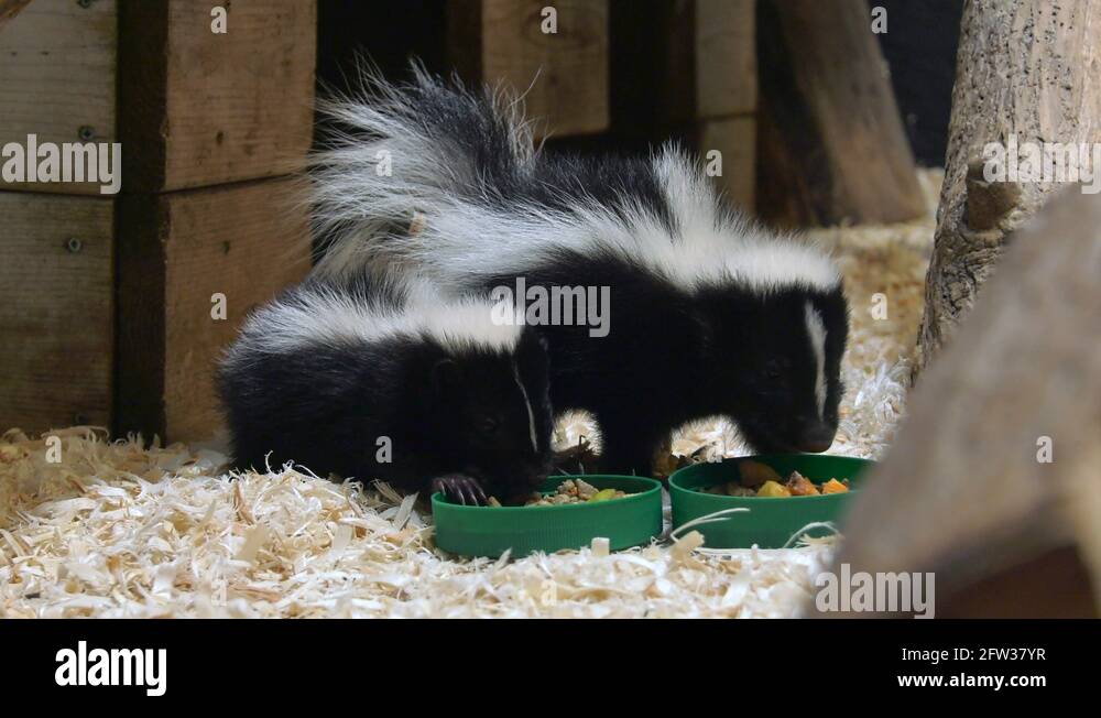young skunks eating zoom depth of field 4k Stock Video Footage Alamy