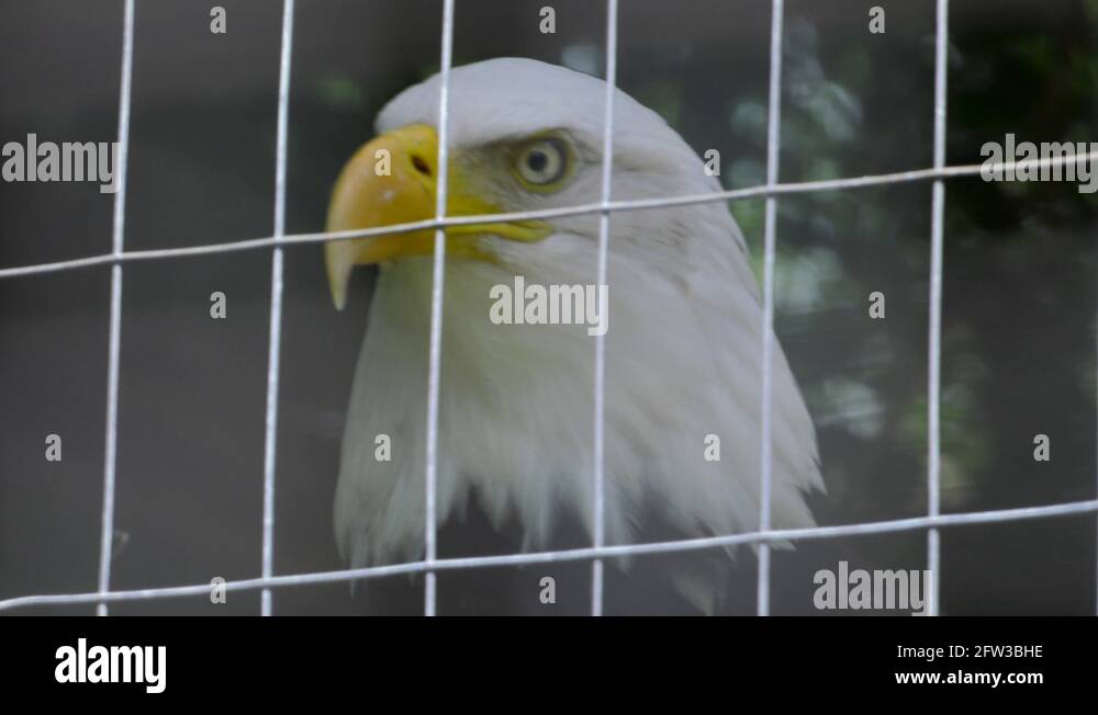 bald eagle close up screeching in its cage 4k Stock Video Footage Alamy
