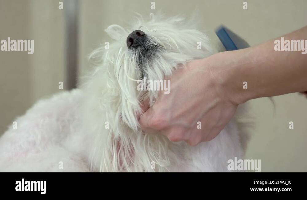 Maltese coat Stock Videos & Footage HD and 4K Video Clips Alamy