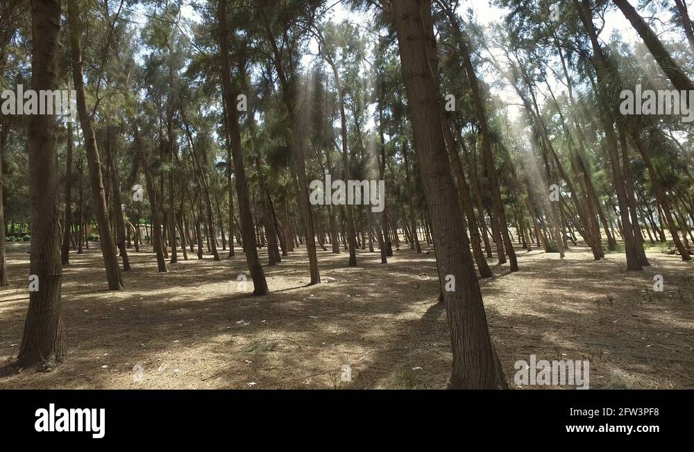 Palm forest egypt Stock Videos & Footage HD and 4K Video Clips Alamy