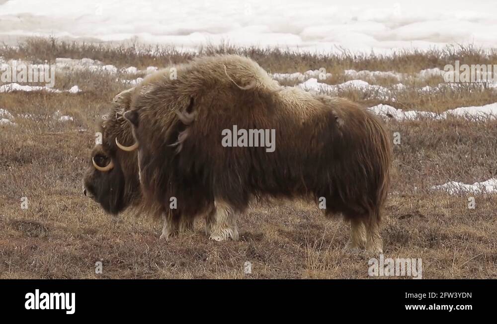 Wild oxen family Stock Videos & Footage - HD and 4K Video Clips - Alamy