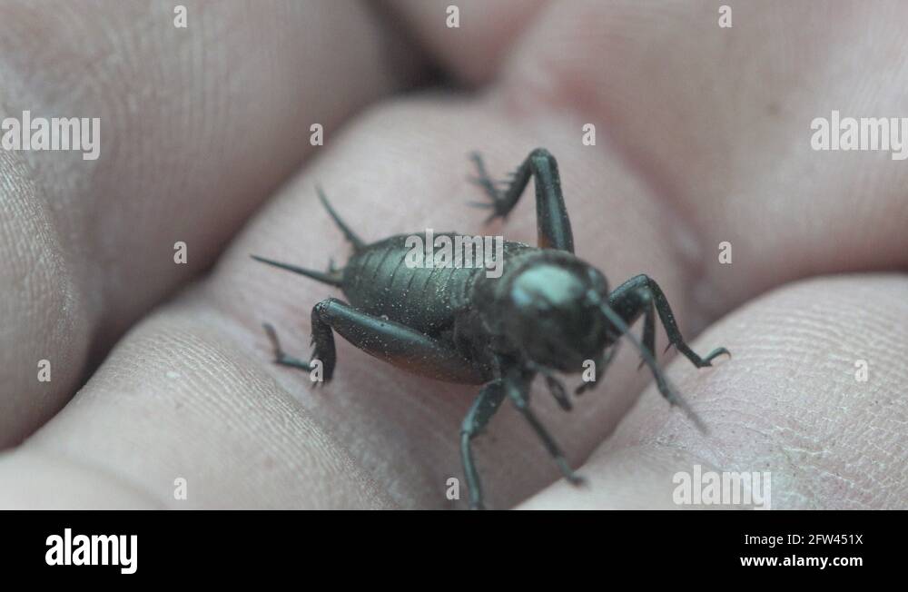 Field cricket gryllus campestris Stock Videos & Footage - HD and 4K ...