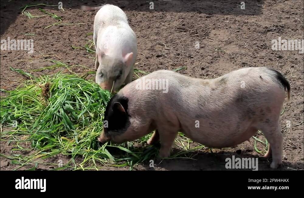 teacup pig eating grass, mini pig Stock Video Footage Alamy