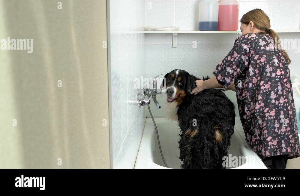 Bathing with the dog Stock Videos & Footage HD and 4K Video Clips Alamy