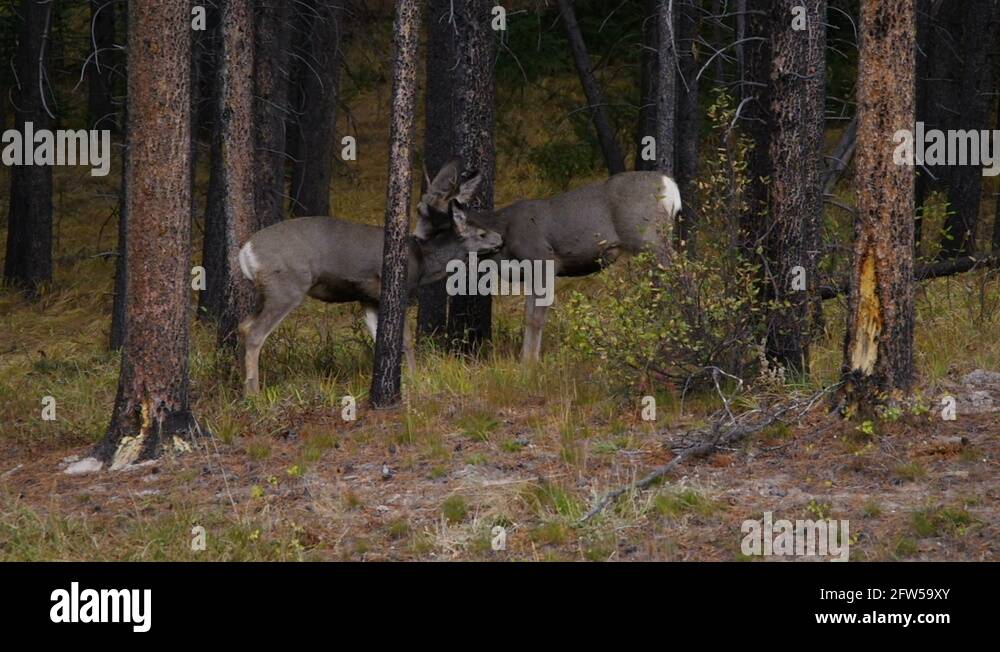 National animal of canada stock videos footage hd and 4k video