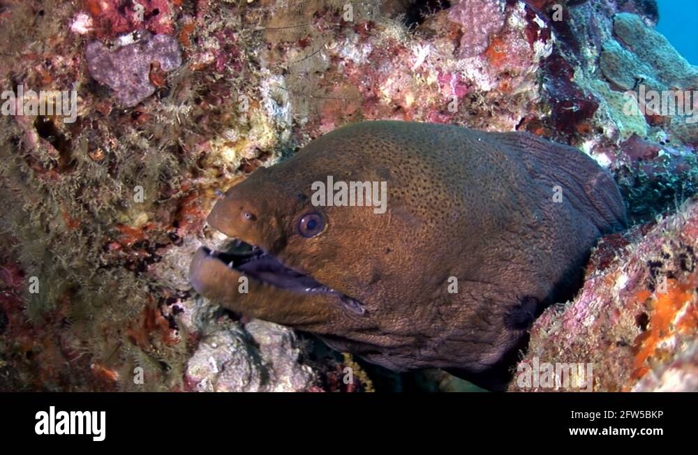 Moray eel dangerous underwater on seabed in Maldives Stock Video