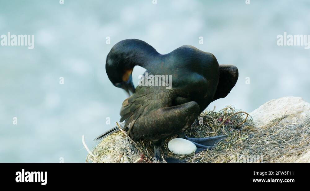 Cormorant egg Stock Videos & Footage HD and 4K Video Clips Alamy