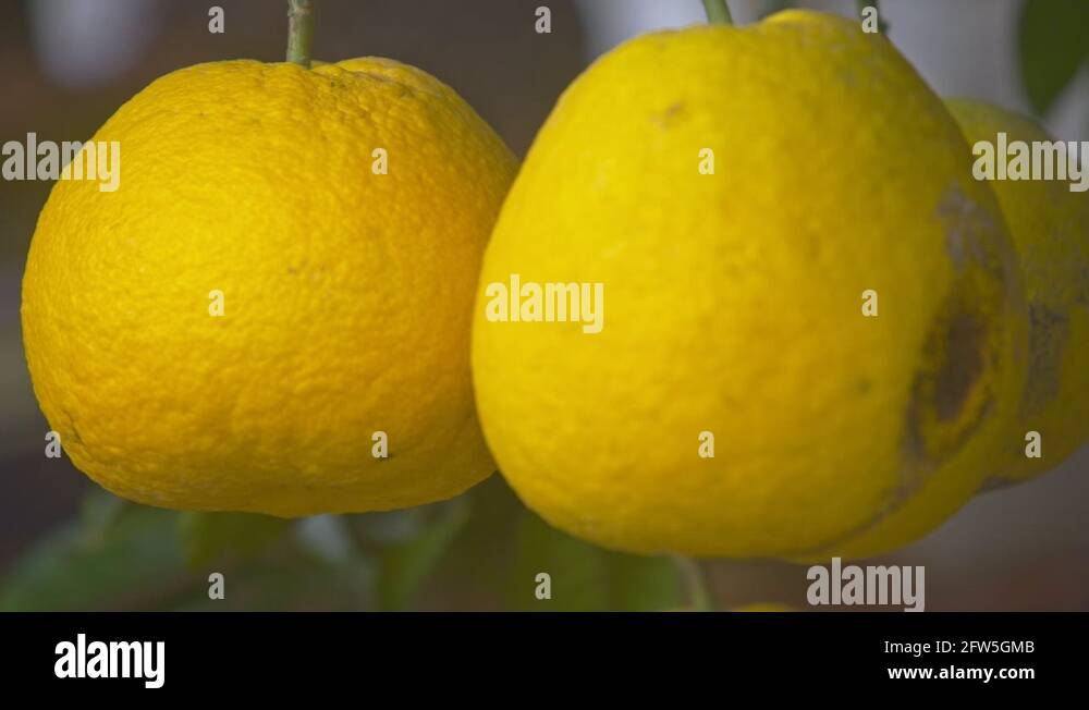 Pomelos Stock Videos & Footage HD and 4K Video Clips Alamy