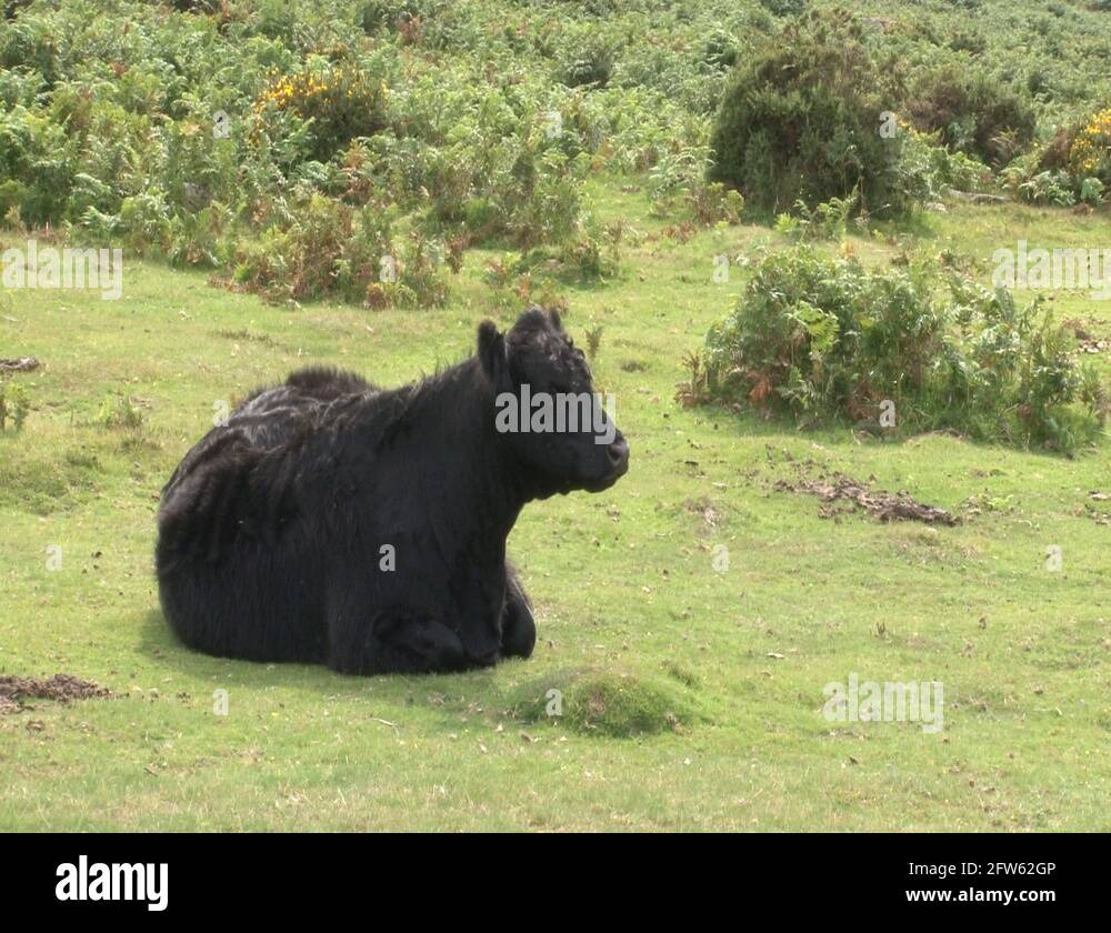 Cow chewing its cud Stock Videos & Footage HD and 4K Video Clips Alamy
