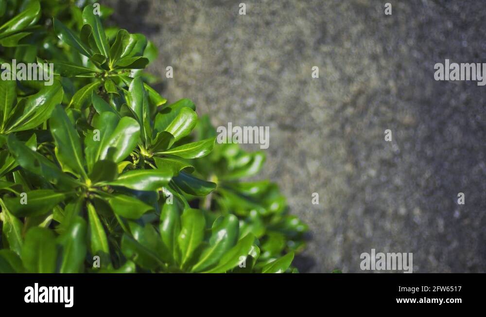 Specimen shrub Stock Videos & Footage HD and 4K Video Clips Alamy