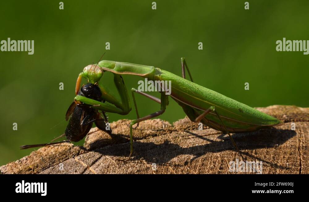 praying mantis eating crickets head side view 4k graphic Stock Video