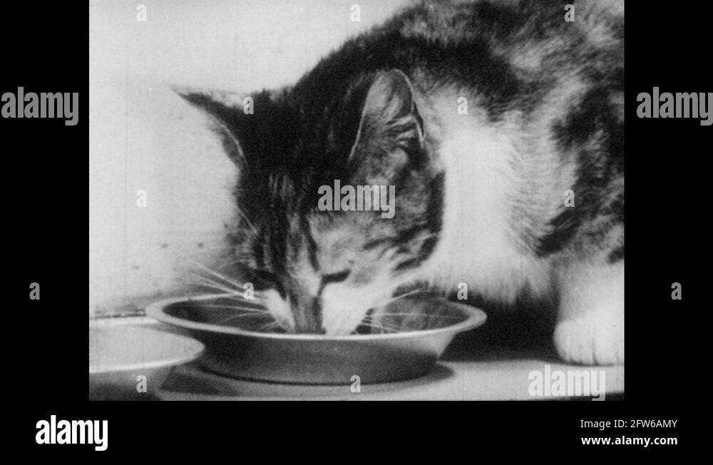 Kid grooming cat Stock Videos & Footage HD and 4K Video Clips Alamy