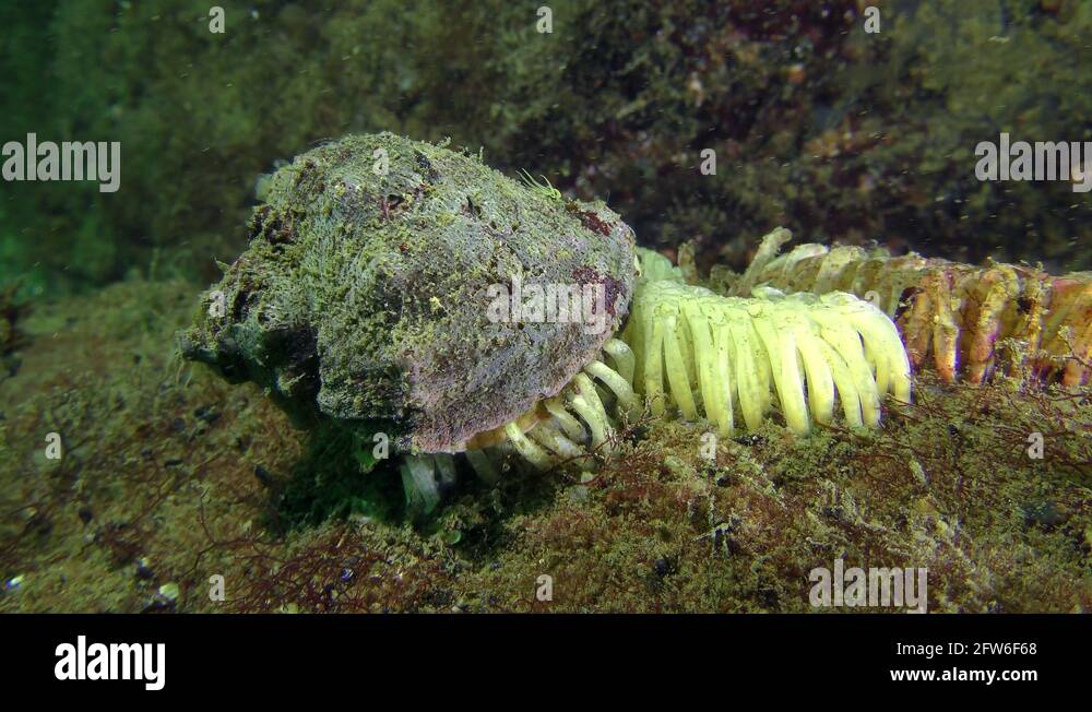 Reproduction of gastropods Veined Rapa Whelk the female lays eggs Stock Video Footage Alamy