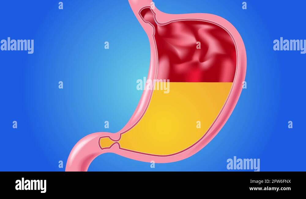 Stomach gas graphic anatomy and organ animation Stock Video Footage Alamy