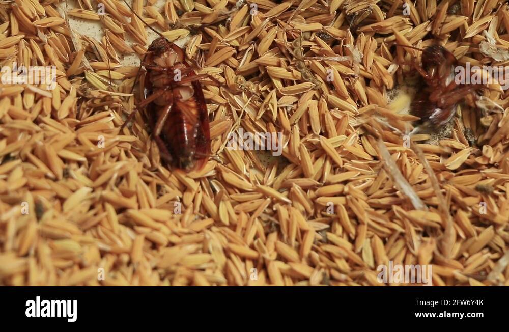 Humans and insects Stock Videos & Footage HD and 4K Video Clips Alamy