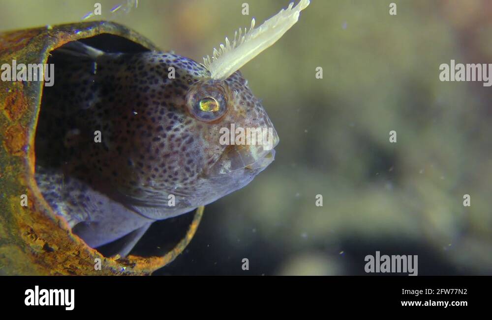 Rubbish in the sea: the fish hides in machine-gun shell Stock Video ...