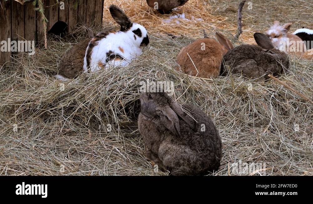 Straw rabbits Stock Videos & Footage HD and 4K Video Clips Alamy